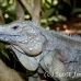 iguana_blue_qebp_gc_h_0175_cay0644.jpg